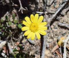 Senecio spathulatus