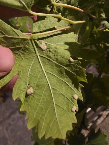 Grape Erineum Mite