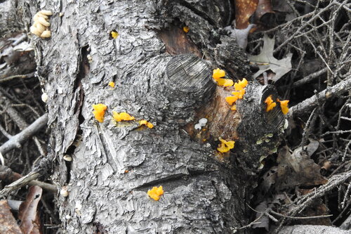 Orange Jelly Spot