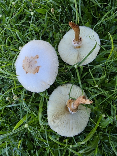 Green-spored Parasol