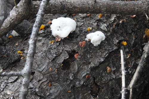 White Cheese Polypore