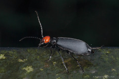 Epicauta mannerheimi