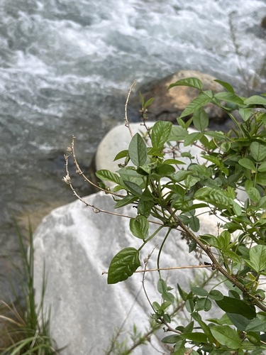 Otholobium glandulosum, 2026-10-02