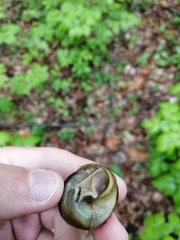 Karaftohelix maackii