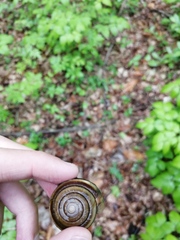 Karaftohelix maackii