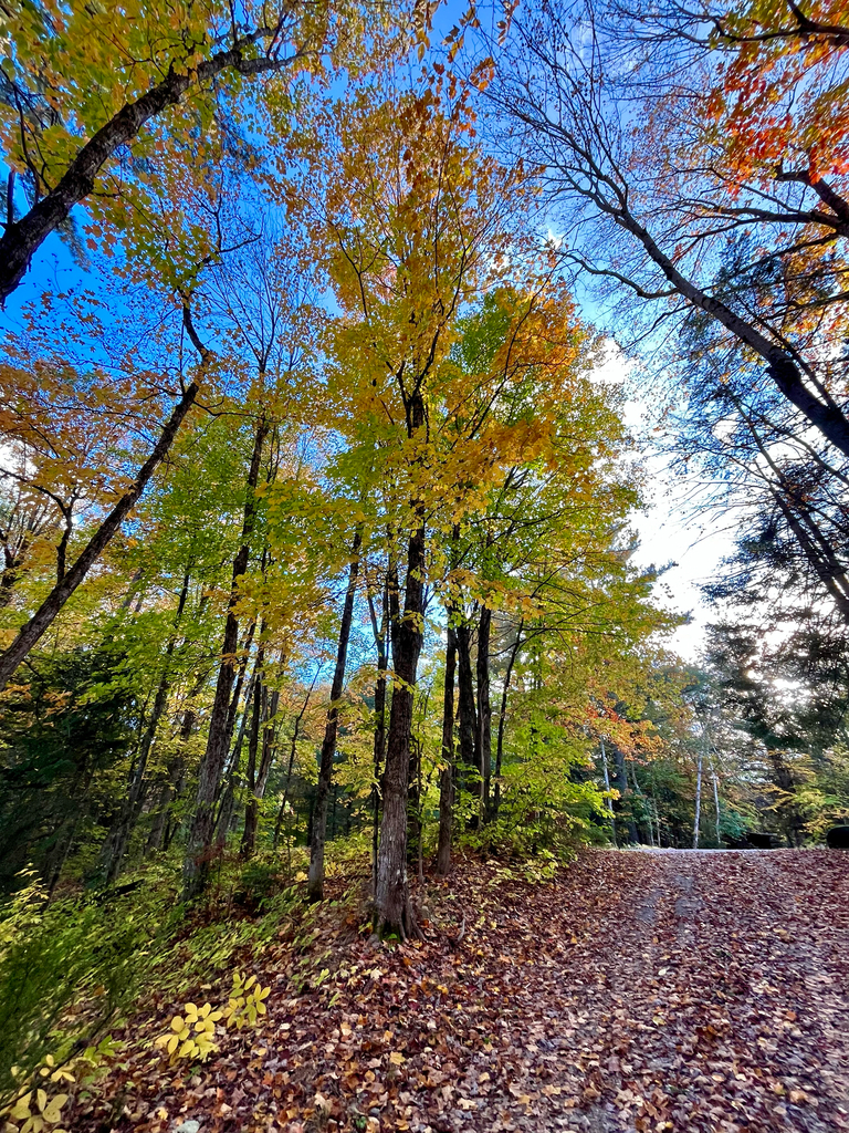 A lane carpeted with fallen leaves, under tall maples gone gold and orange with green still in the lower trees.