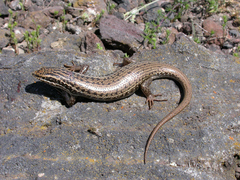 Heremites septemtaeniatus