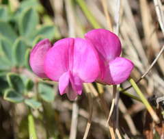Lotus australis
