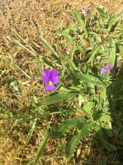 Viola tricolor tricolor