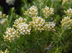 Ozothamnus turbinatus