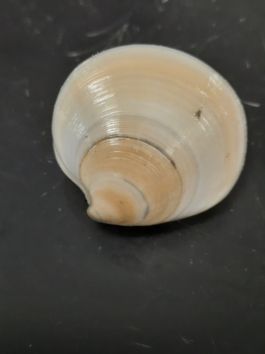 Dosinia discus observed 2026-10-02