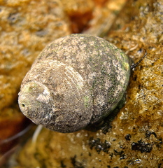 Oxystele impervia