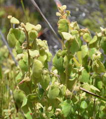 Lasiopetalum schulzenii