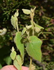 Lasiopetalum schulzenii