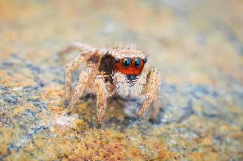 Jumping spider photo 5