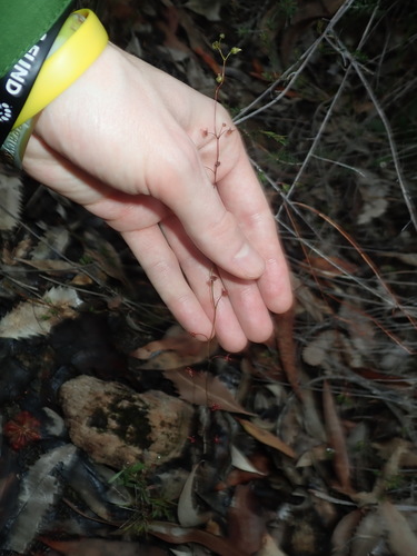 Drosera peltata