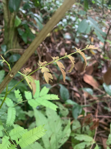 Piptadenia gonoacantha, 2026-09-17