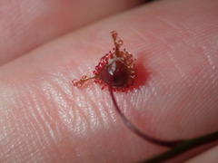 Drosera peltata
