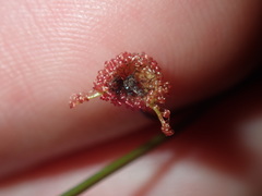 Drosera peltata