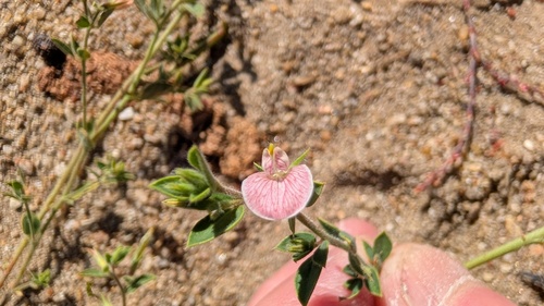 Acmispon americanus observed 2026-10-02