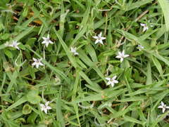 Lobelia irrigua