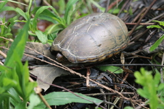 Kinosternon subrubrum