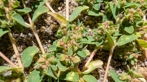 Euphorbia serpillifolia, 2026-10-02