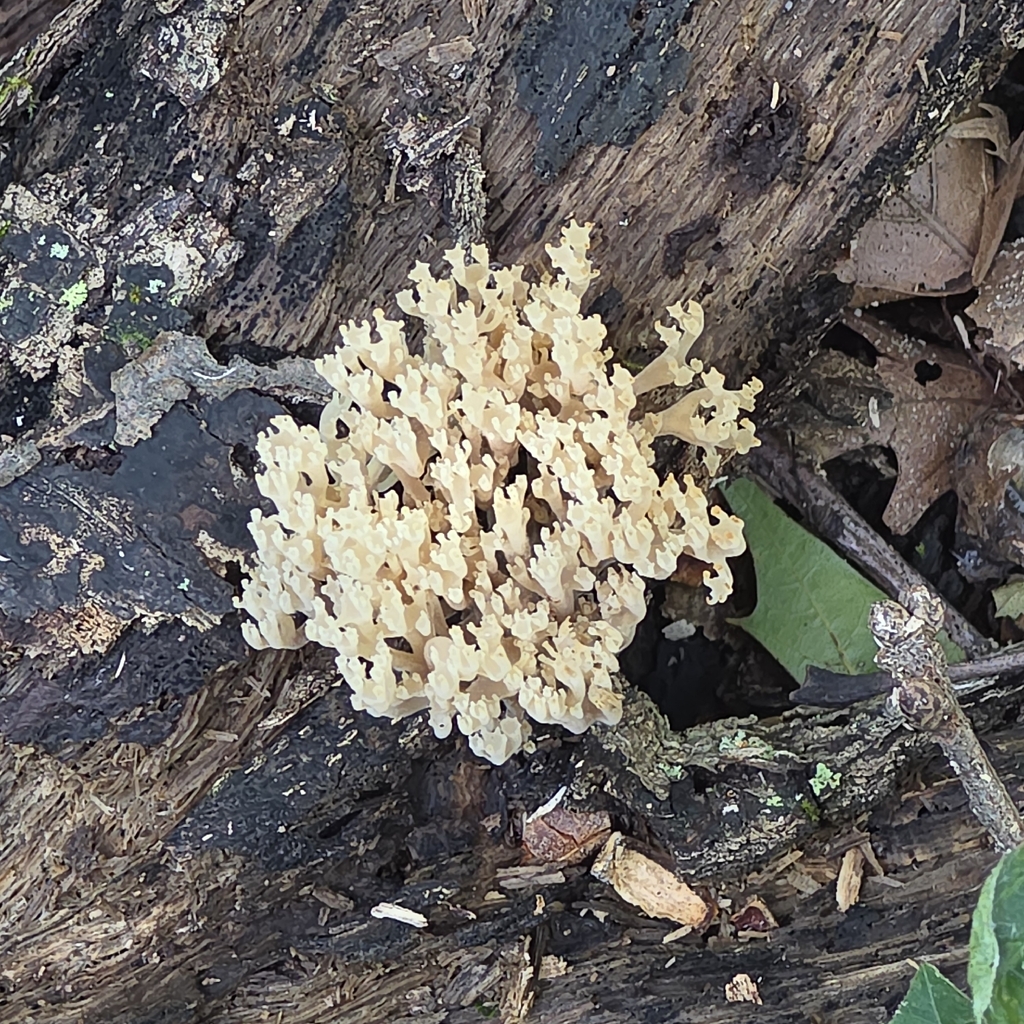 crown-tipped coral fungus · October 2026 · photo: Photo: (c) Tom Zucker-Scharff, some rights reserved (CC BY) · iNaturalist