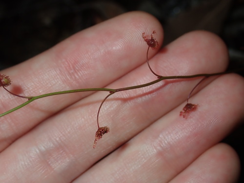 Drosera peltata
