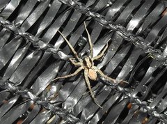 Pardosa pusiola