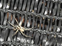 Pardosa pusiola