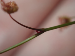 Drosera peltata