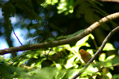 Pomarea dimidiata