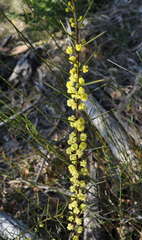 Acacia genistifolia