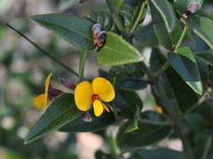 Platylobium parviflorum