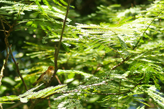 Pomarea dimidiata