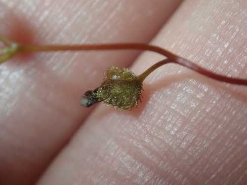 Drosera peltata
