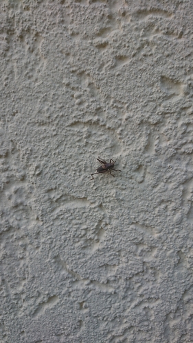Dark Bush-cricket