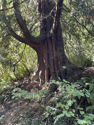 western redcedar