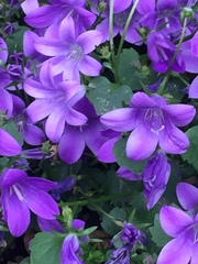 Campanula trachelium