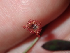 Drosera peltata