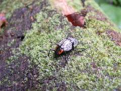 Cypherotylus vicinus