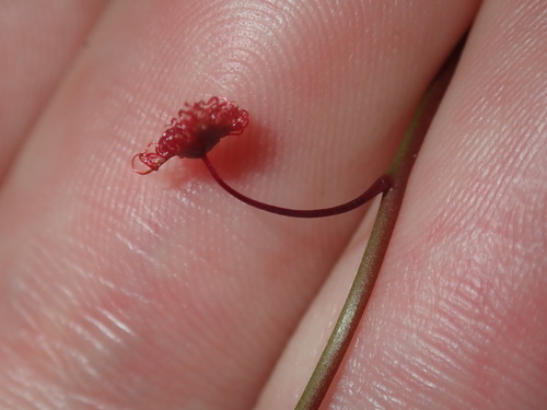 Drosera peltata