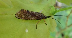 Hagenella clathrata