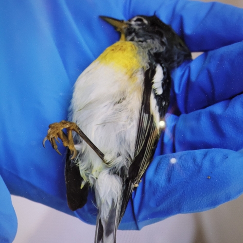 Northern Parula