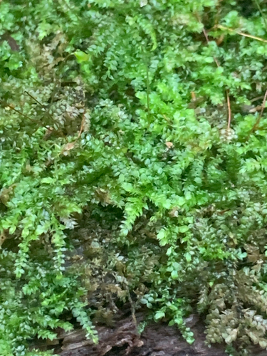 Vesicularia observed 2026-09-17