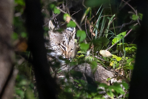 Bobcat
