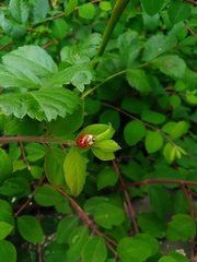 Harmonia axyridis