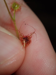 Drosera peltata