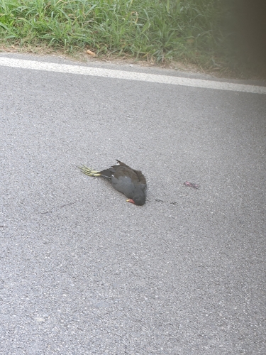 Eurasian Moorhen